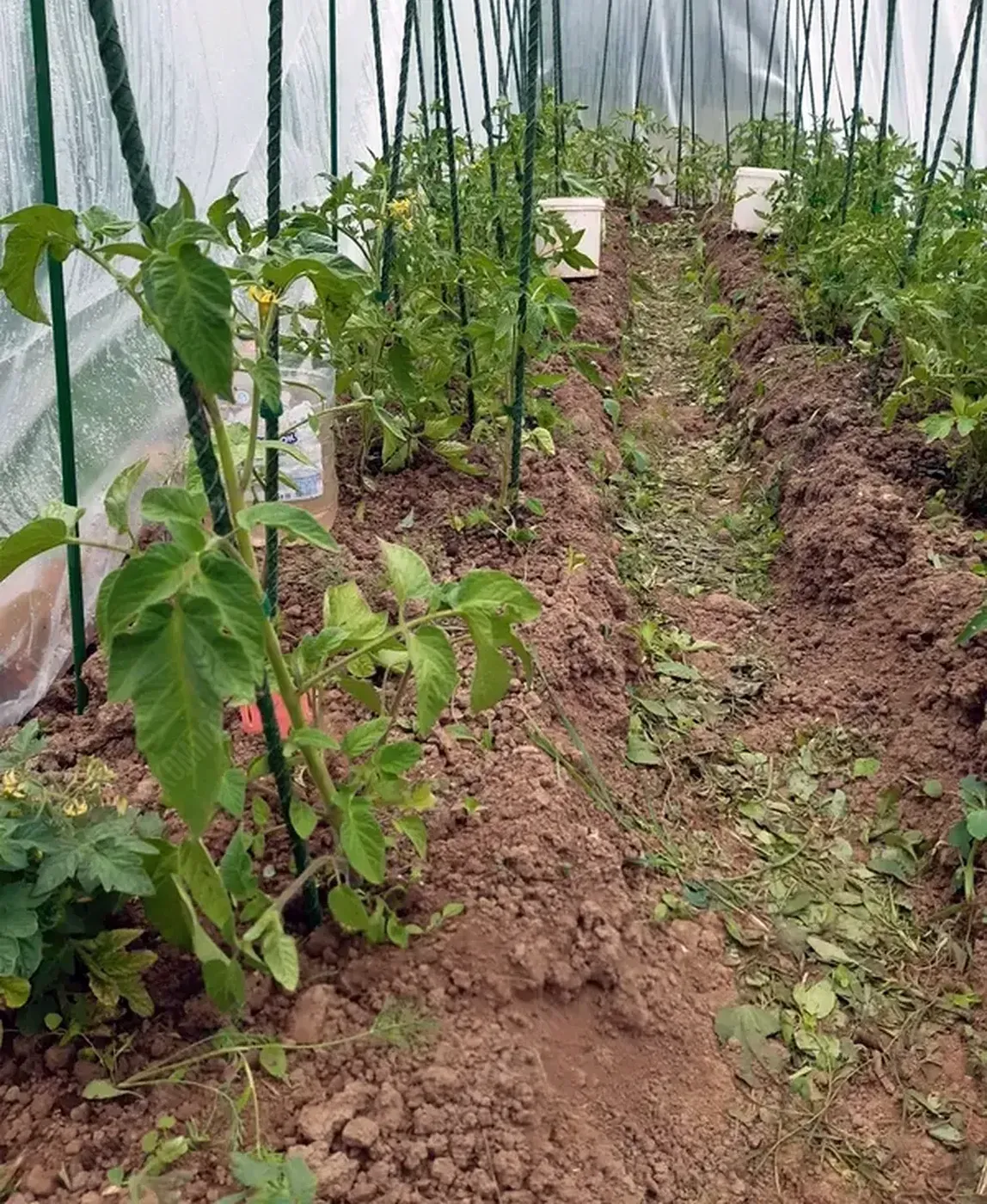 Колышки садовые для подвязки растений 1,5 м